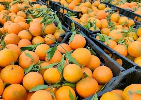 تصویر 2 از قیمت خرید پرتقال دزفول + فروش ویژه